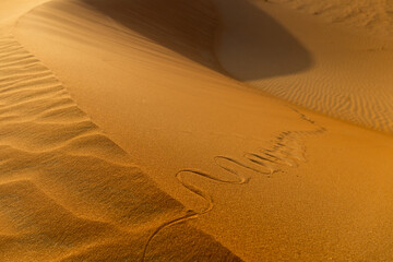 snake tracks path in desert dune at sunrise