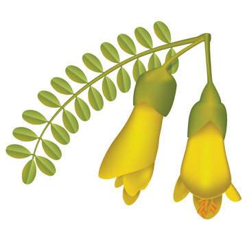 Kowhai, New Zealand Native Plant Illustration