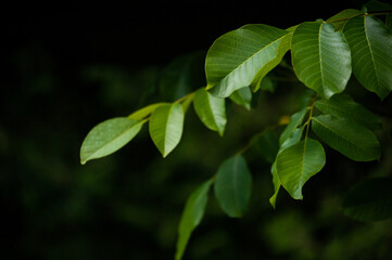 green leaves background
