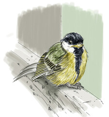 Great tit fledgling sketch