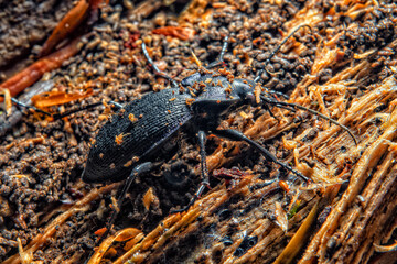 scarabée sur une souche d'arbre, gros plan, macro