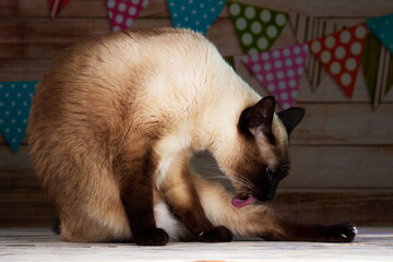 Close up portrait of seal-point mekong bobtail (siamese) cat washing itself with tongue