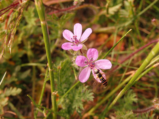 The gadfly eats nectar on a little pink flower. Live house fly, Carrion fly, Bluebottles or cluster...