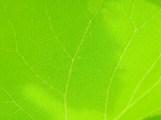 Beautiful green leaf background. Macro view. green leaf texture