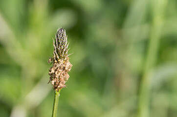 lamb's tongue English Plantain (Plantago lanceolata) seed head isolated on a natural green background