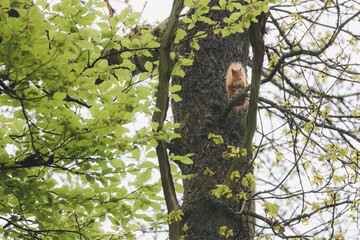 Fototapeta premium A rare Red Squirrel (Sciurus vulgaris) alert in an oak tree in a woodland forest during Spring at Kinclaven Wood in Perth and Kinross, Scotland, UK.