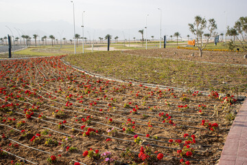 mass new planting of boarder plants with trickle drip irrigation