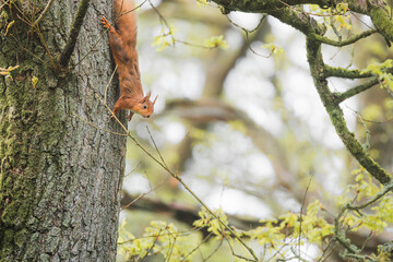 A rare Red Squirrel (Sciurus vulgaris) alert in an oak tree in a woodland forest during Spring at Kinclaven Wood in Perth and Kinross, Scotland, UK.