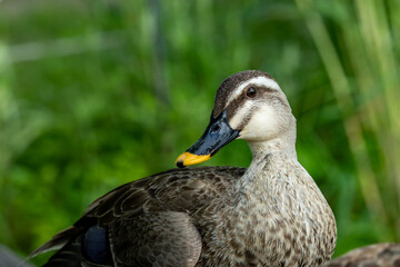 a duck