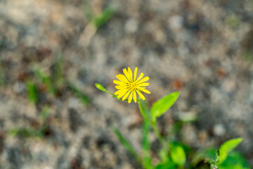Tiny yellow flower