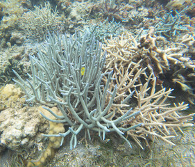 Fototapeta na wymiar A view of corals