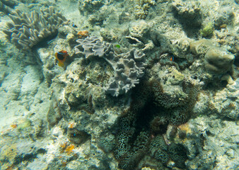 A view of corals