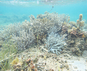 Naklejka na ściany i meble A view of corals