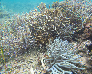 Fototapeta na wymiar A view of corals