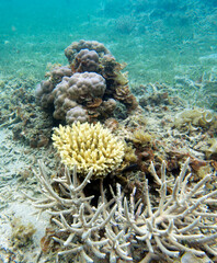 A view of corals