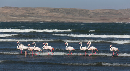 Fototapeta premium View of group of red flamingo