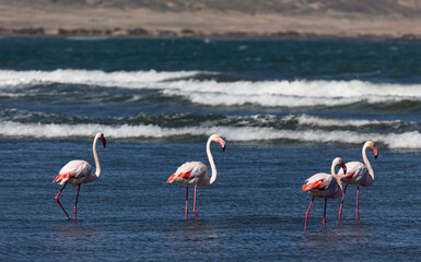 View of group of red flamingo
