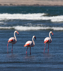View of group of red flamingo