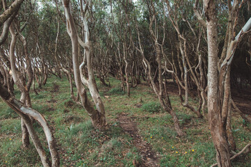 Forest full of cork oaks in the southwestern part of Portugal, on the coast with the Atlantic Ocean. Wandering around the Rota Vicentina. The green flora of the Algarve region