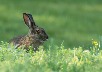 The Snowshoe Hare in Spring