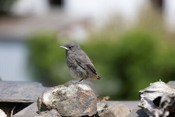 junger Vogel sitzt auf einer Mauer