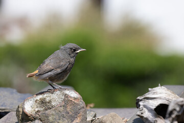 Fototapeta premium junger Vogel sitzt auf einer Mauer