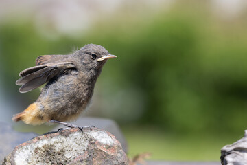 junger Vogel sitzt auf einer Mauer