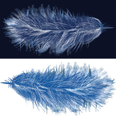 two feathers isolated on blue and white background