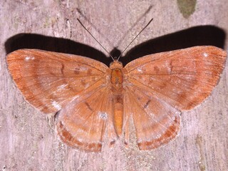 Fototapeta na wymiar orange brown scintillant butterfly resting in the sun