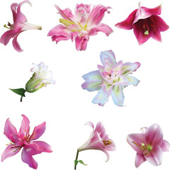 eight pink lily blooms isolated on white