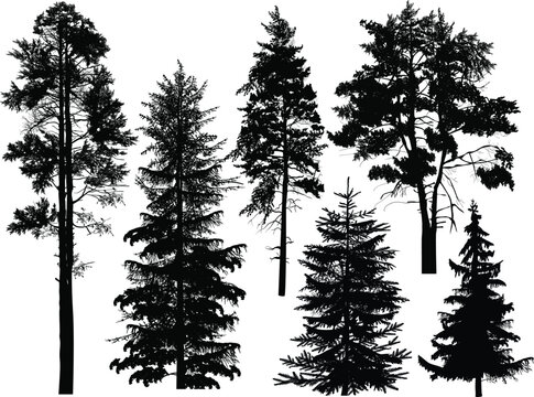 fir six silhouettes isolated on white