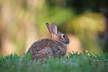Grey small hare eating grass on summer field. Wild rabbit in nature