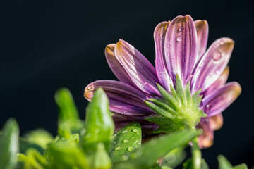Fototapeta premium A Spanish daisy after a rainy day