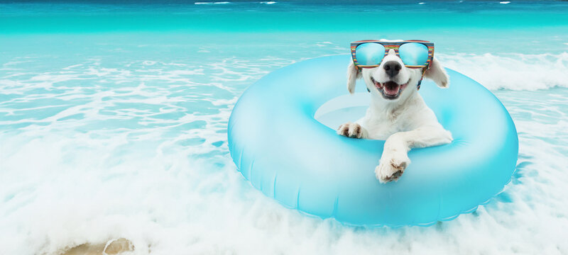 Portrait summer dog puppy going on vacation to beach inside a blue inflatable with happy expression face.