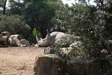 rhinoceroses 