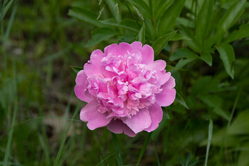 Pink peony on green background. Summer flower. Bud with petals closeup. Floral nature. Beautiful...