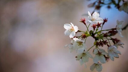 Morning Elegance: Serene Tall Grasses Bathed in Soft Spring Light - 4K 