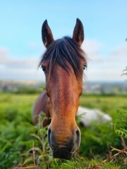 Obraz premium horse in the meadow