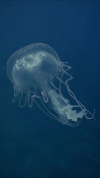 Vertical video, Mauve Stinger Jellyfish swim on the deph sea. Mauve Stinger, Night-lightx Jellyfish, Phosphorescent jelly or Purple people eater (Pelagia noctiluca) floating on blue deep of the Ocean