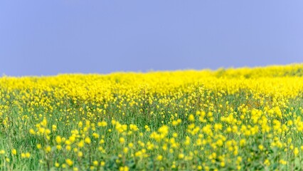 Radiant Yellow Spring Blossom in Bakersfield, California: Captivating 4K Nature Scene with Pristine Blue Sky Background