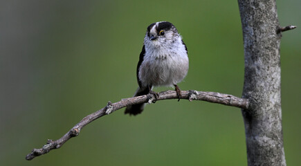  Long-tailed Tit // Schwanzmeise (Aegithalos caudatus) - Greece