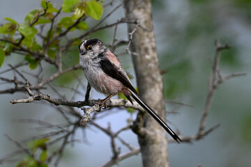 Long-tailed Tit // Schwanzmeise (Aegithalos caudatus) 