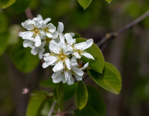 White flowers on branch with green leaves