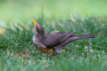 African thrush or West African thrush (Turdus pelios)