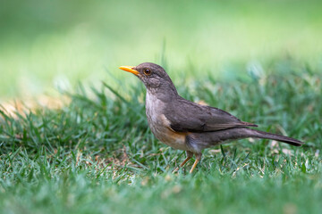 African thrush or West African thrush (Turdus pelios)