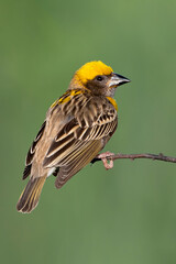 Baya Weaver (Ploceus philippinus