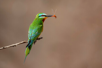 Blue-Cheeked Bee-Eater (Merops Persicus) with hunt