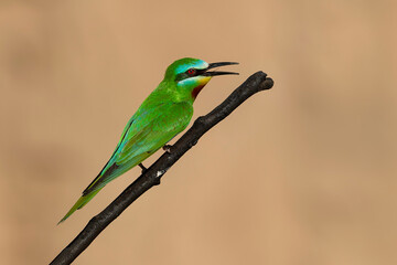 Blue-Cheeked Bee-Eater (Merops Persicus)