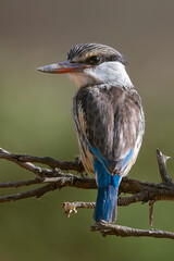 Brown-Hooded Kingfisher (Halcyon Albiventris)