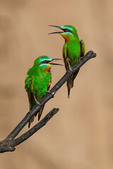 Blue-Cheeked Bee-Eater Pair (Merops Persicus)